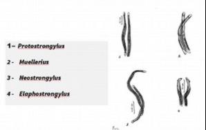 Diagnostic criteria of morphology of various Protostrongylidae (spiculae)